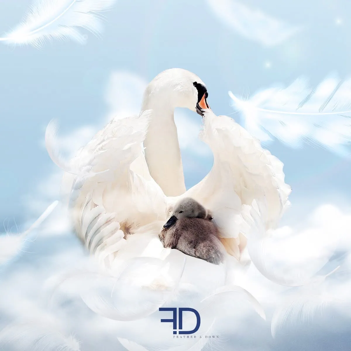 F&D